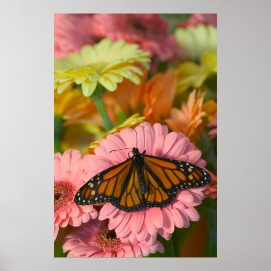 Monarchvlinder op een Gerbera| Danaus Plexippus Poster (Voorkant)
