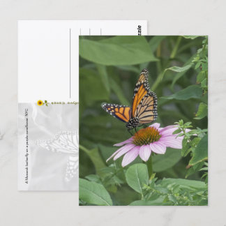Monarchvlinder op een paarse Echinacea, NYC  -  Briefkaart