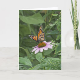 Monarchvlinder op een paarse Echinacea, NYC -  Kaart