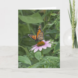 Monarchvlinder op een paarse Echinacea, NYC -  Kaart