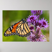 Monarchvlinder op Liatris Poster (Voorkant)