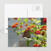 Monarchvlinder op rode vlinderstruik briefkaart (Voorkant / Achterkant)