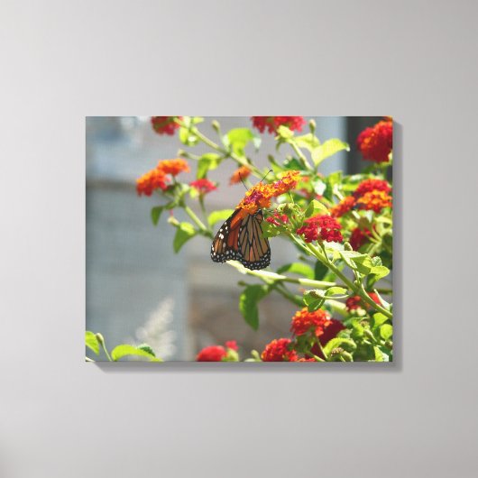 Monarchvlinder op rode vlinderstruik canvas afdruk (Voorkant)