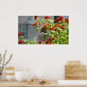 Monarchvlinder op rode vlinderstruik poster (Keuken)