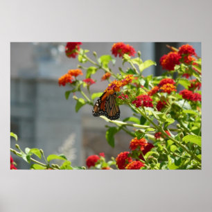 Monarchvlinder op rode vlinderstruik poster