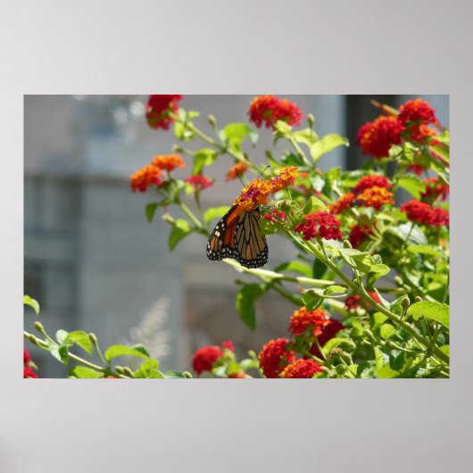 Monarchvlinder op rode vlinderstruik poster (Voorkant)