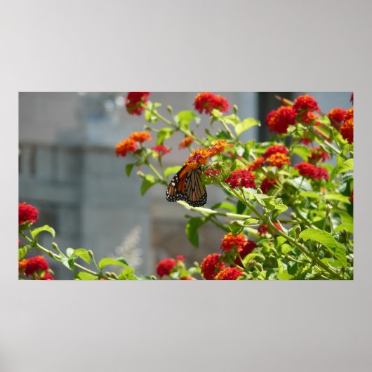Monarchvlinder op rode vlinderstruik poster (Voorkant)