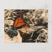 Monarchvlinder poserend natuur fotografie briefkaart (Voorkant)