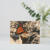 Monarchvlinder poserend natuur fotografie briefkaart (Staand voorkant)