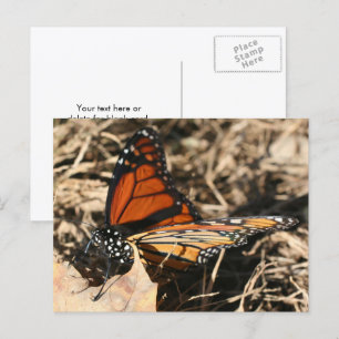 Monarchvlinder poserend natuur fotografie briefkaart