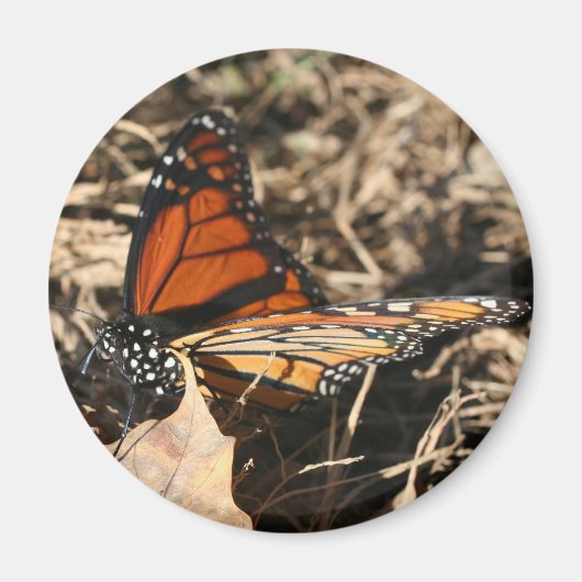 Monarchvlinder poserend natuurfotografie magneet (Voorkant)