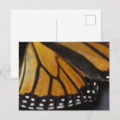 monarchvlindermacro briefkaart (Voorkant / Achterkant)