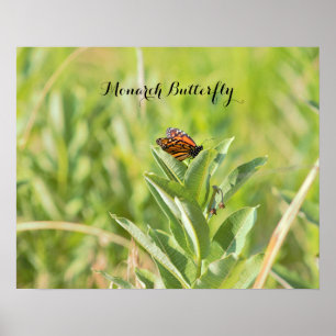 Monarchvlinderposter Poster