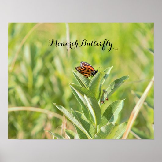 Monarchvlinderposter Poster (Voorkant)