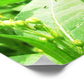 Monboogkeuken- en klauwzeervoeding op molenroos poster (Hoek)