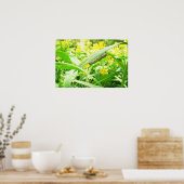 Monboogkeuken- en klauwzeervoeding op molenroos poster (Keuken)