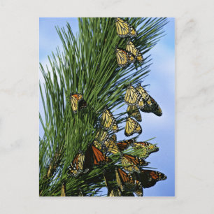 Monboogmigratie Briefkaart