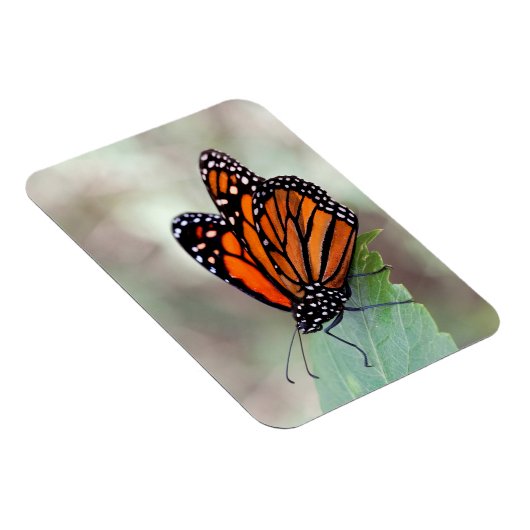 Monboogrust Magneet (Rechterzijde)