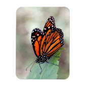 Monboogrust Magneet (Verticaal)