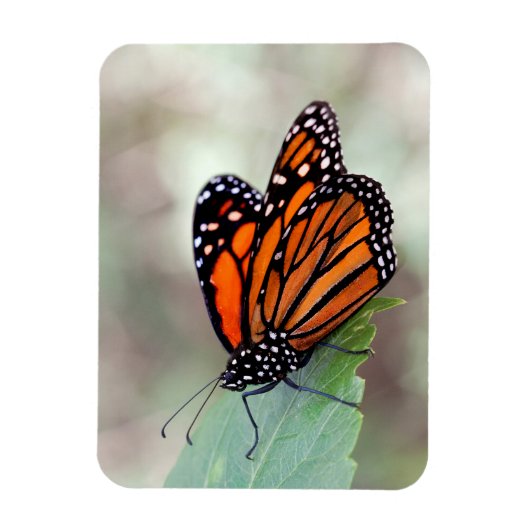 Monboogrust Magneet (Verticaal)