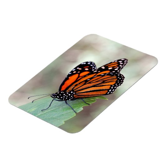 Monboogrust Magneet (Linkerzijde)