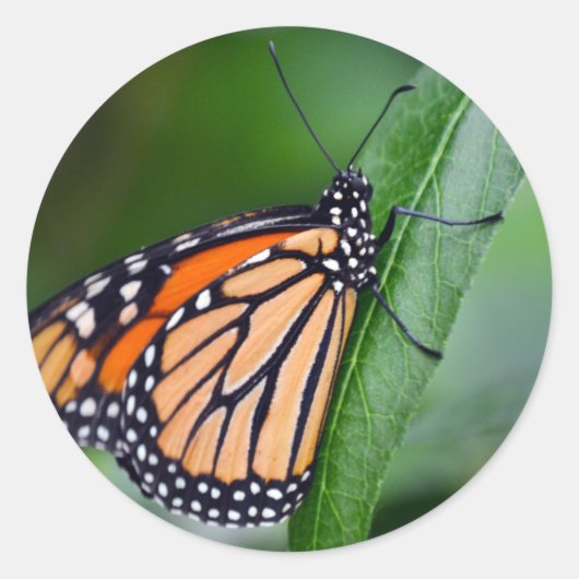 MonboogSticker Ronde Sticker (Voorkant)