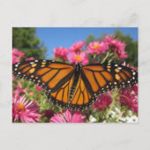 Monboogvleugels - vlinder briefkaart (Voorkant)