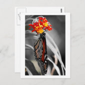 Monboogvlinder Briefkaart (Voorkant / Achterkant)