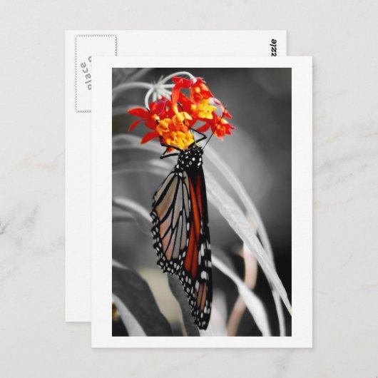Monboogvlinder Briefkaart (Voorkant / Achterkant)