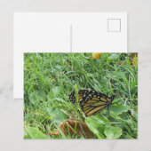 Monboogvlinder Briefkaart (Voorkant / Achterkant)