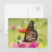 Monboogvlinder Briefkaart (Voorkant / Achterkant)