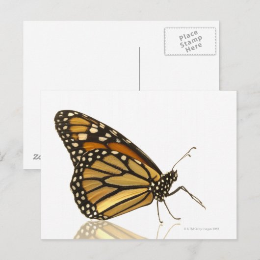 Monboogvlinder Briefkaart (Voorkant / Achterkant)