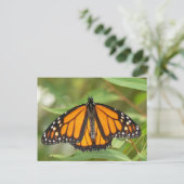 Monboogvlinder Briefkaart. Briefkaart (Staand voorkant)