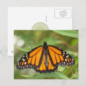 Monboogvlinder Briefkaart. Briefkaart (Voorkant / Achterkant)