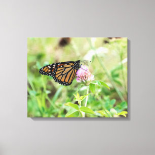 Monboogvlinder Canvas Afdruk