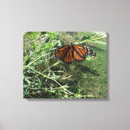 Monboogvlinder Canvas Afdruk (Voorkant)