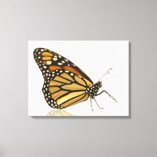 Monboogvlinder Canvas Afdruk