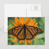 Monboogvlinder (Danaus plexippus) op pot Briefkaart (Voorkant / Achterkant)