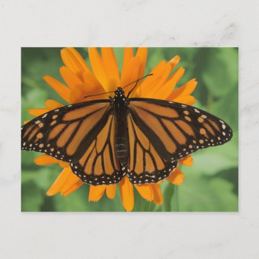 Monboogvlinder (Danaus plexippus) op pot Briefkaart (Voorkant)