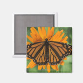 Monboogvlinder (Danaus plexippus) op pot Magneet (Voorkant / Achterkant)