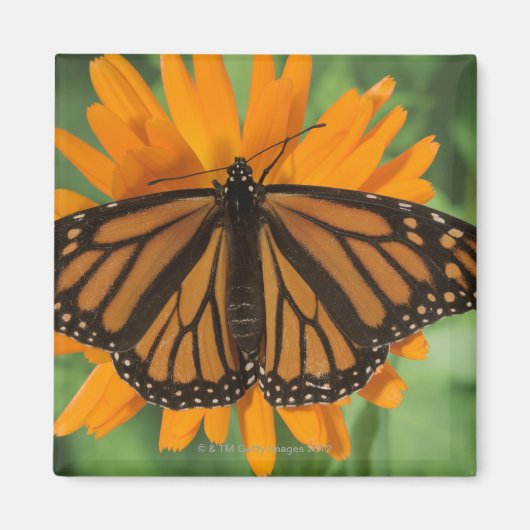 Monboogvlinder (Danaus plexippus) op pot Magneet (Voorkant)