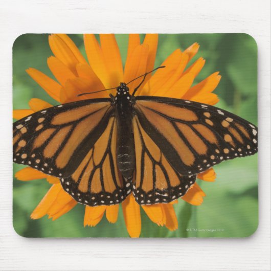 Monboogvlinder (Danaus plexippus) op pot Muismat (Voorkant)