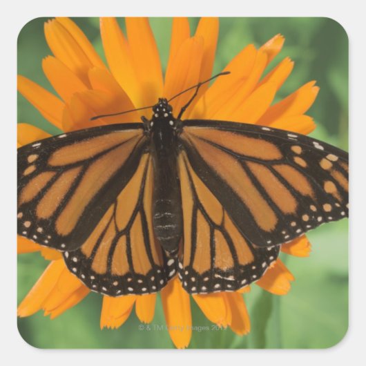 Monboogvlinder (Danaus plexippus) op pot Vierkante Sticker (Voorkant)