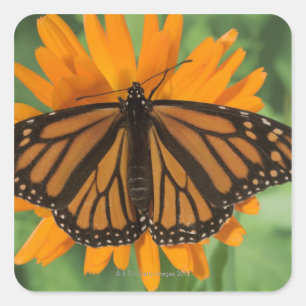 Monboogvlinder (Danaus plexippus) op pot Vierkante Sticker