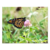 Monboogvlinder Foto Afdruk (Voorkant)