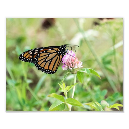 Monboogvlinder Foto Afdruk (Voorkant)