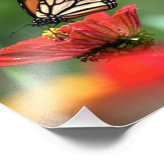 Monboogvlinder Foto Afdruk (Hoek)