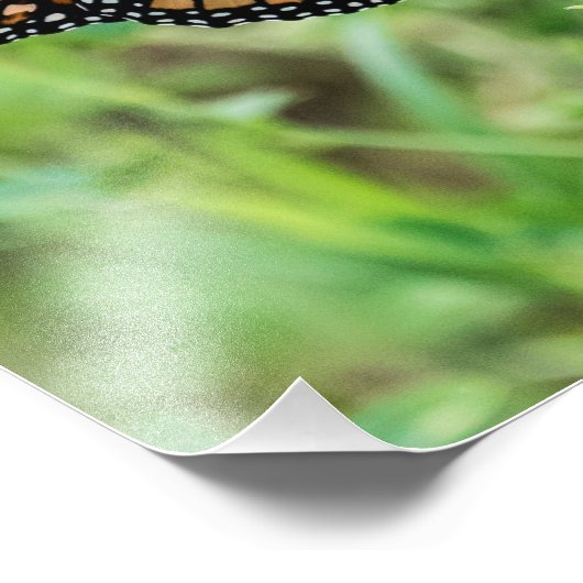 Monboogvlinder Foto Afdruk (Hoek)