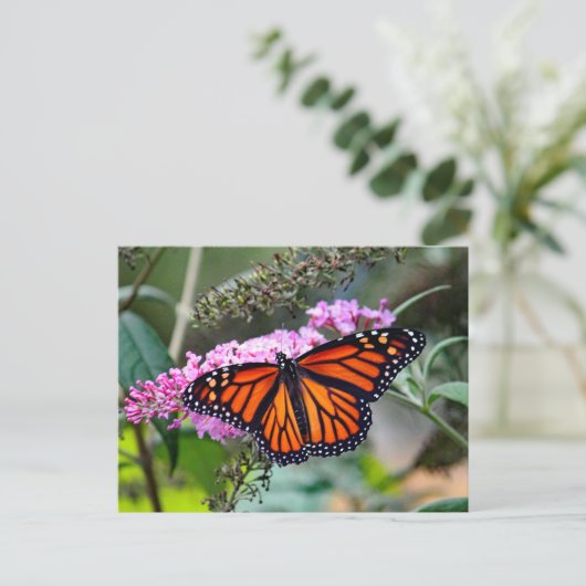  Monboogvlinder Foto Briefkaart (Staand voorkant)