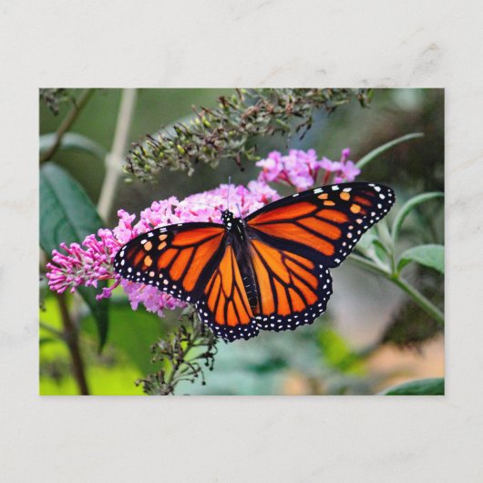  Monboogvlinder Foto Briefkaart (Voorkant)